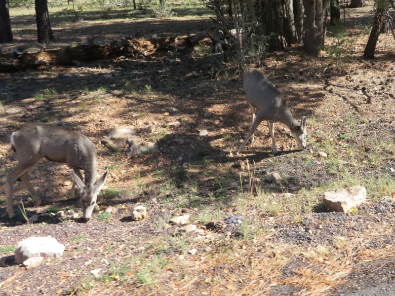 Two fawns in the National park